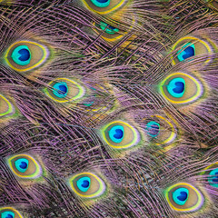 Obraz premium Textures and colors of the peacock