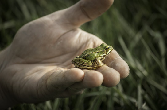 Green frog on the hand