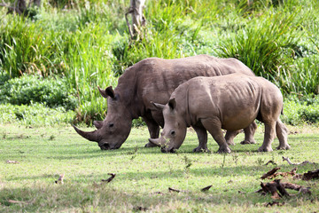 Obraz premium zwei Nashörner