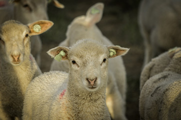 Naklejka premium lamb herd