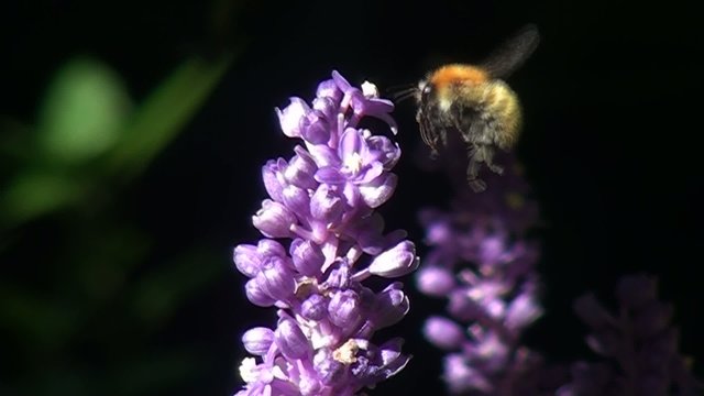 Abejorro Bombus