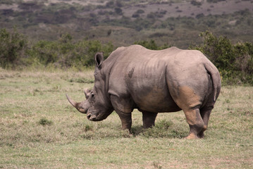 Obraz premium weißes Nashorn