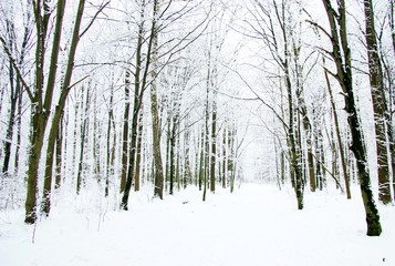 winter forest