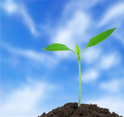 plant