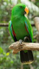 parrot