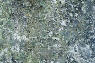 Old wall with lichens