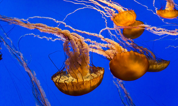 orange jellyfish swimming in a blue aquarium
