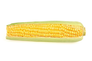 Mature maize ear