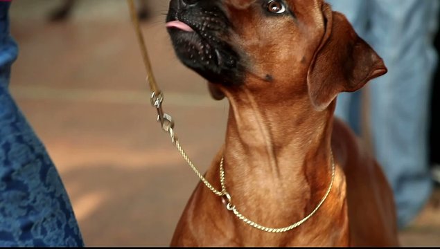 Rhodesian Ridgeback.  Dog waiting for reward. Feeding dog.