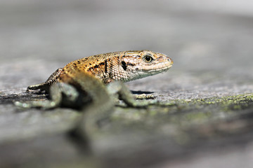 Lizard