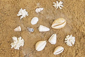 Shells and corals