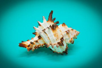 Shell with spikes on turquoise background
