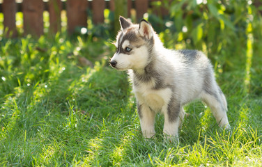 Husky puppy in the grass