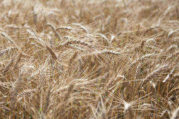 wheat