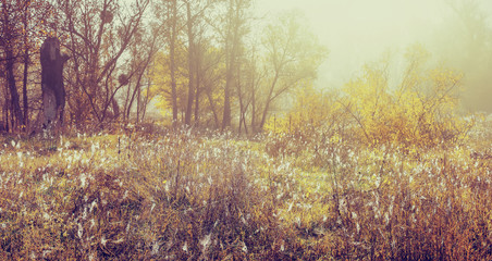 early morning autumn landscape, natural background with instagra