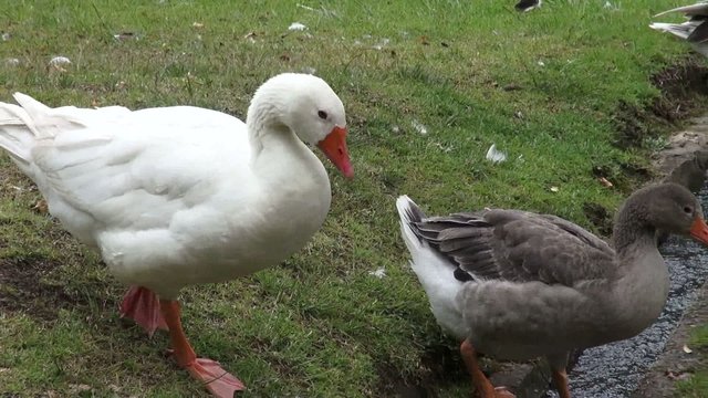 Geese, Birds, Animals, Nature, Wildlife