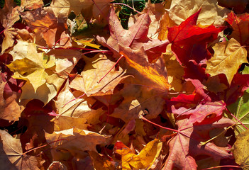 colorful autumn leaves on lawn, ntural background
