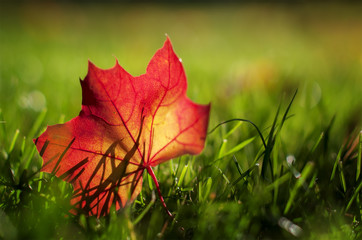 autumn red  leaf on a green lawn, natural background