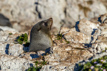 Seal in Kaikoura