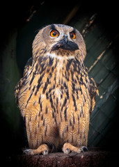 Uhu mit einer Maus im Schnabel 