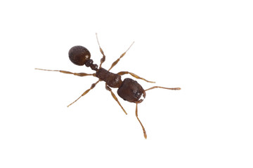 Close up of ant isolated on white