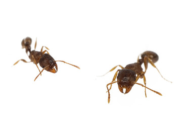 Close up of ants isolated on white