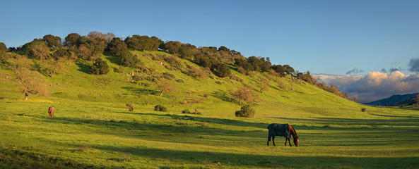 Obraz premium Horses Grazing in Pasture (California)