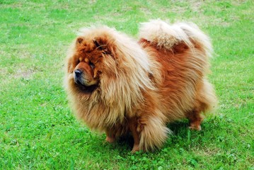 Fototapeta premium Red chow chow dog on a green grass