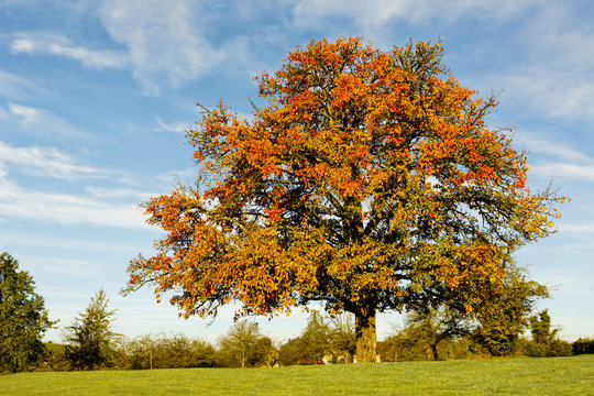 Apfelbaum im Herbst