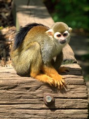 Monkey in the UK zoo