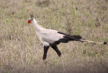 Sekretär