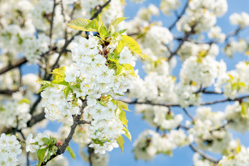 Kirschzweige im Sonnenlicht