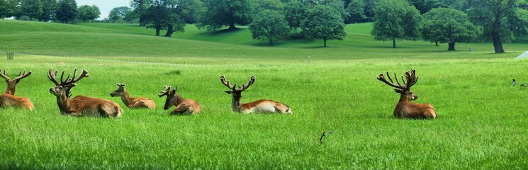 Naklejka na ściany i meble Deers in the UK zoo