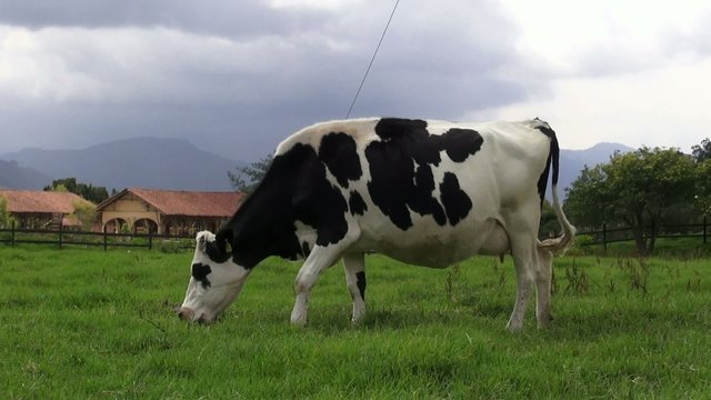 Grazing, Cows, Cattle, Farm Animals