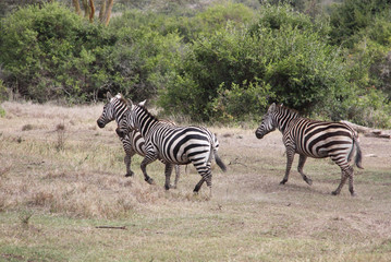 Fototapeta na wymiar laufende Zebras
