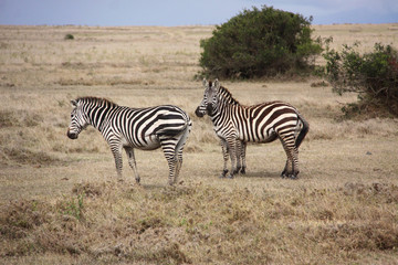 Fototapeta na wymiar zwei Zebras