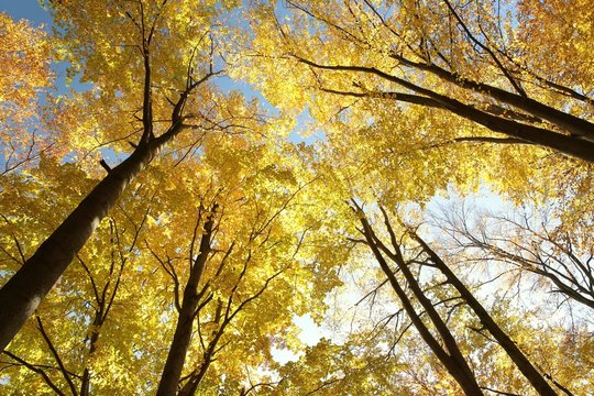 Autumn beech trees against the blue sky