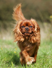 Pedigree Cavalier King Charles Spaniel Dog