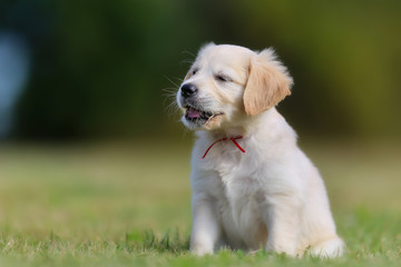 Sitting golden retriever puppy