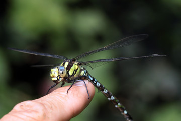 Königslibelle auf Fingerspitzen