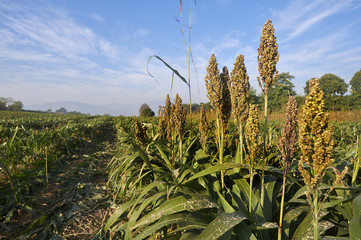 sorgo