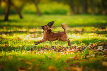 toy terrier dog in the autumn on the nature