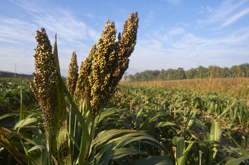 sorgo