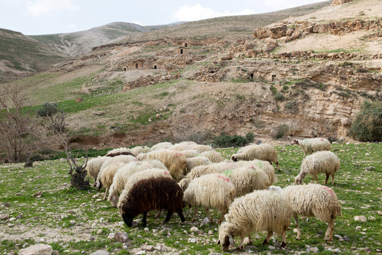 Sheep
