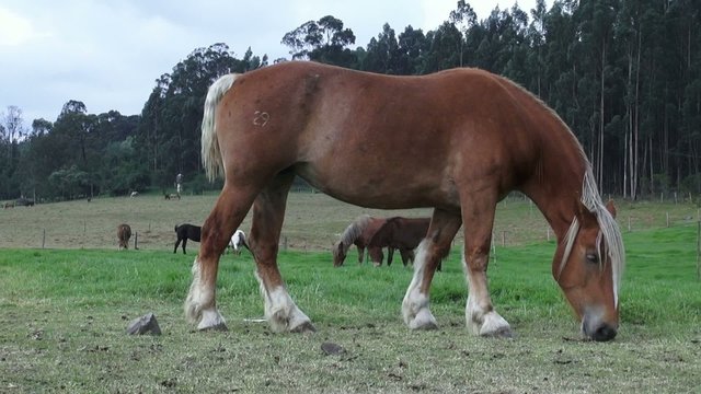 Horse Grazing, Horses, Farm Animals