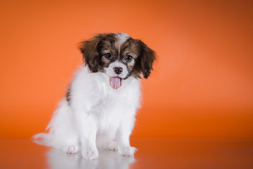 cute puppy of breed papillon