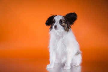 cute puppy of breed papillon