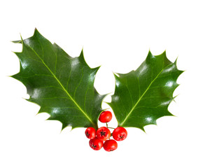 holly leaves and berries isolated on a white background