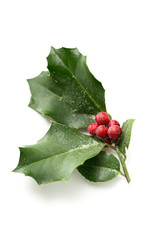 Christmas Holly