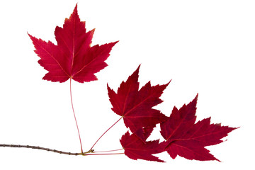 autumn leaves isolated on white background